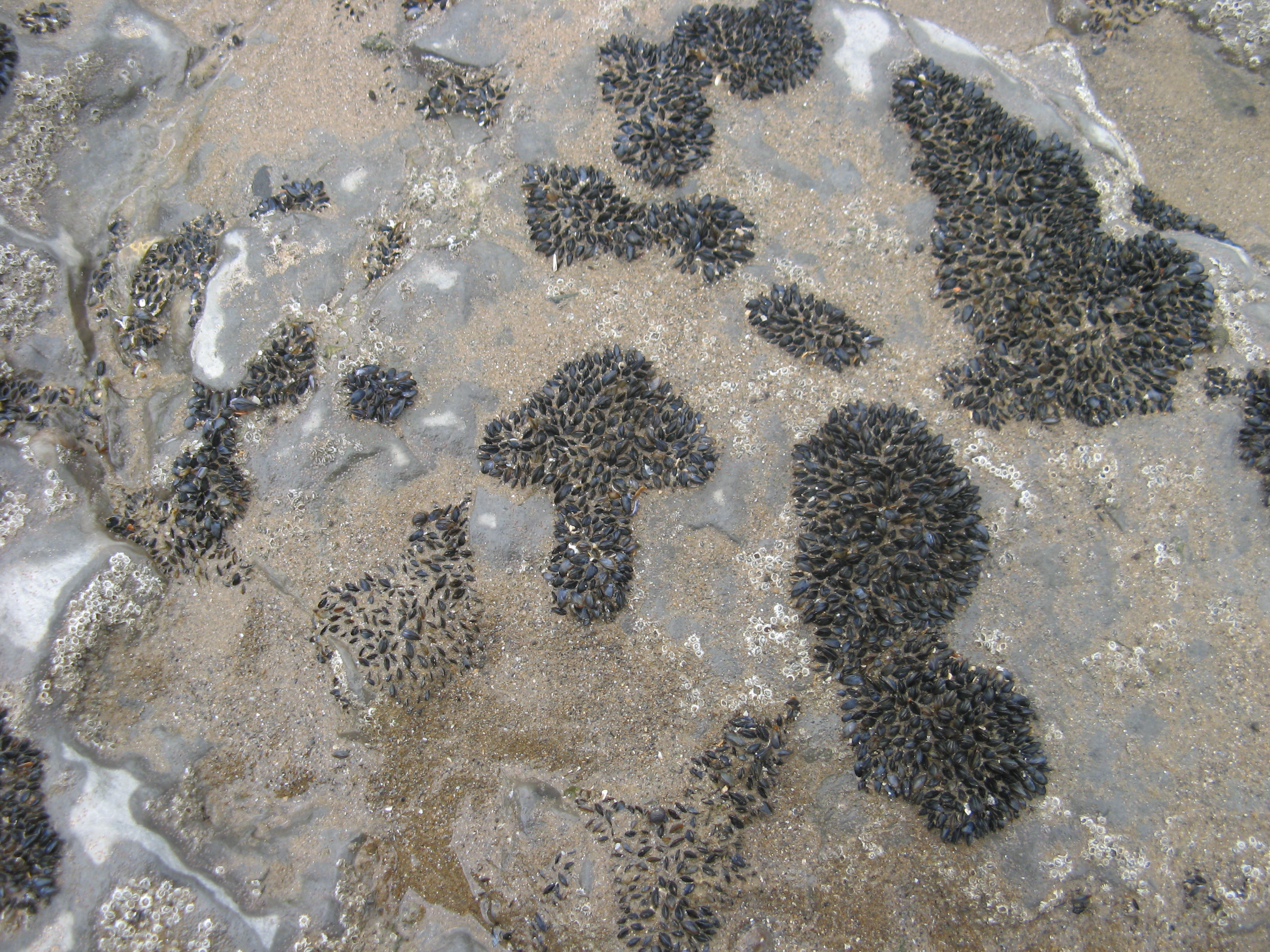 Mussels Way Out Environment 3